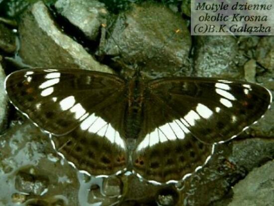 Limenitis camilla