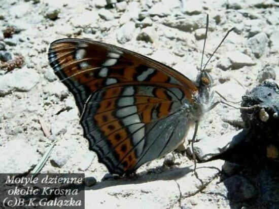Limenitis populi