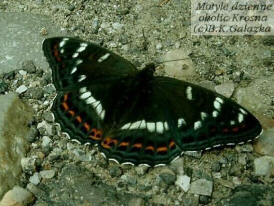 Limenitis populi