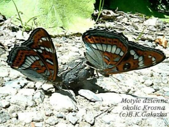 Limenitis populi