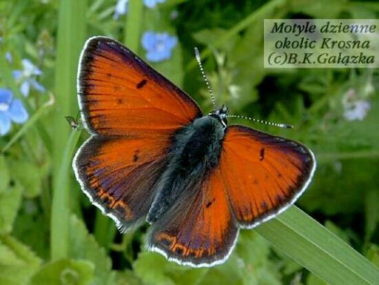 Lycaena hippothoe (male)