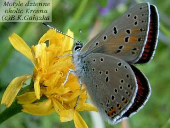 Lycaena hippothoe (male)