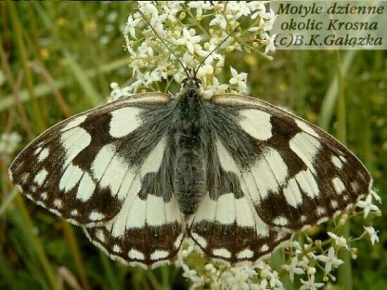 Melanargia galathea (female)