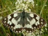 Melanargia galathea (female)