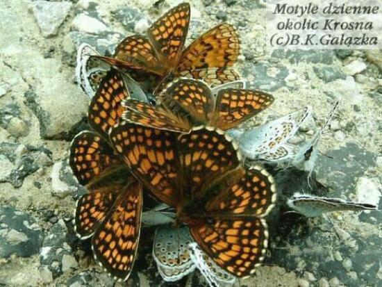 Melitaea athalia (+Plebeius argus)