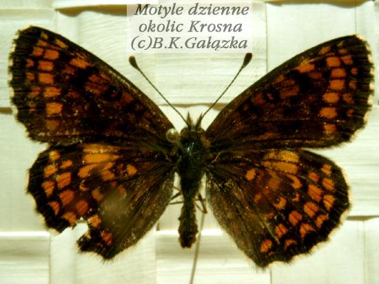 Melitaea athalia
