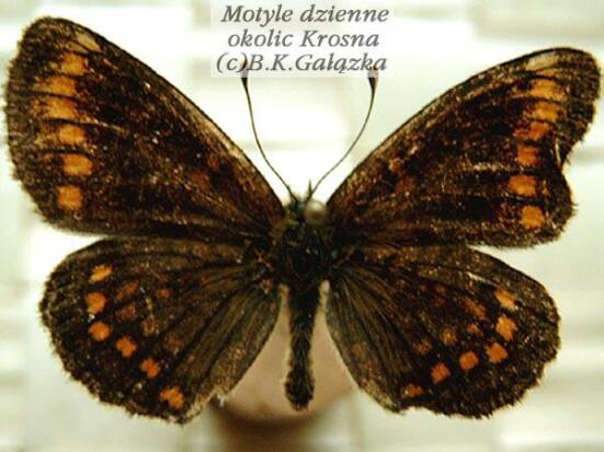 Melitaea athalia