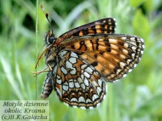 Melitaea diamina