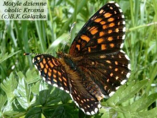 Melitaea diamina