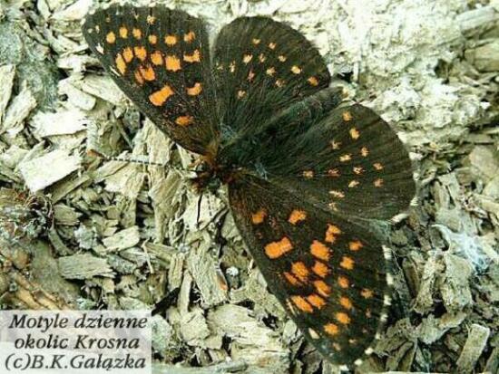 Melitaea diamina