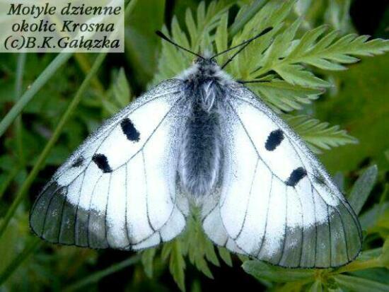 Parnassius mnemosyne (male)