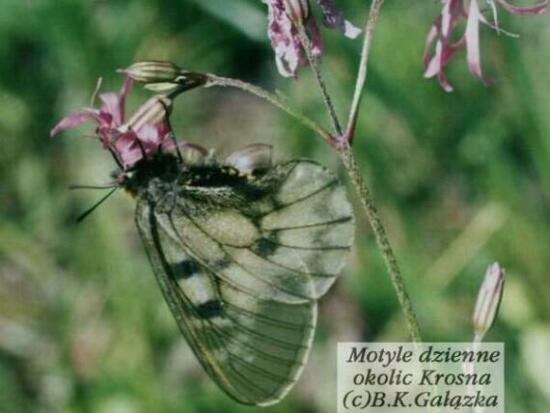 Parnassius mnemosyne (female)