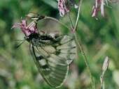 Parnassius mnemosyne - samica