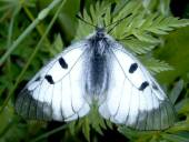 Parnassius mnemosyne - samiec