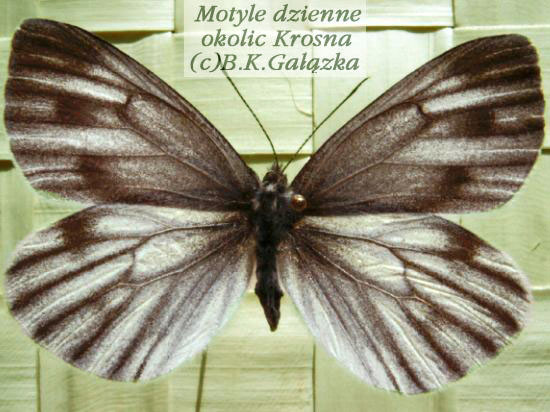 Pieris bryoniae (female)
