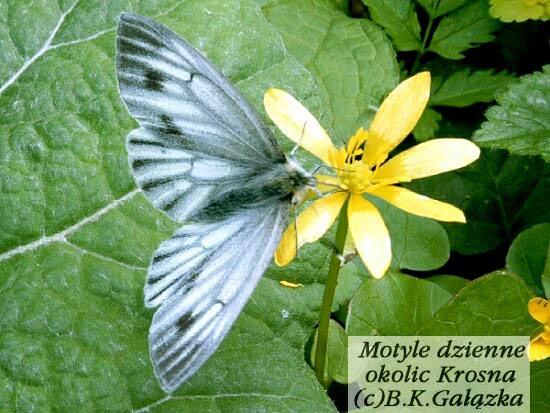 Pieris bryoniae (female)