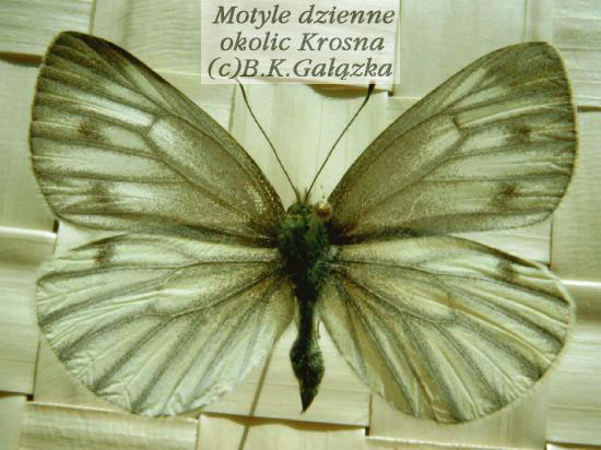 Pieris napi (female)