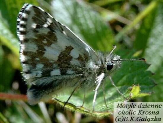 Pyrgus alveus