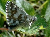 Pyrgus alveus