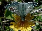 Pyrgus alveus