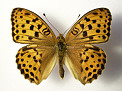 Argynnis laodice