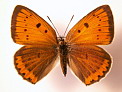 Lycaena dispar