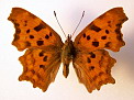 Polygonia c-album