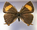 Thecla betulae